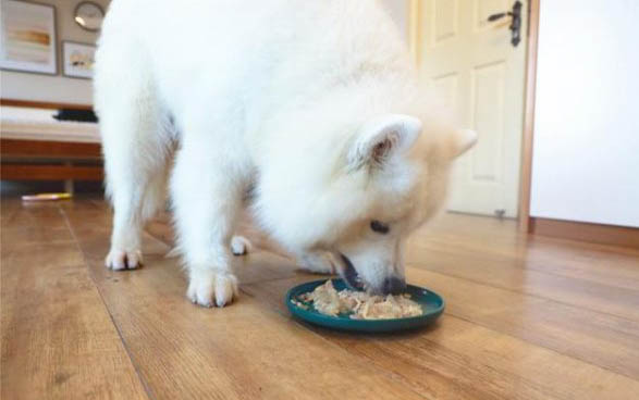 狗狗一周吃几次钙片最好