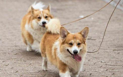 狗狗不排便怎么办呢