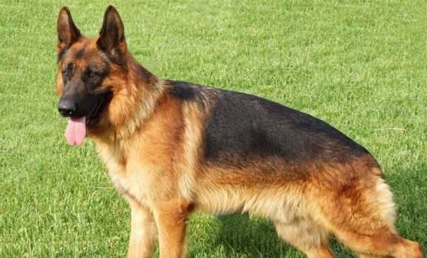 德国牧羊犬吐黄粘液的原因及处理方法