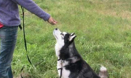 狗狗怀孕能不能吃鸡骨头