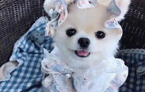 狗狗为什么会得角膜炎呢