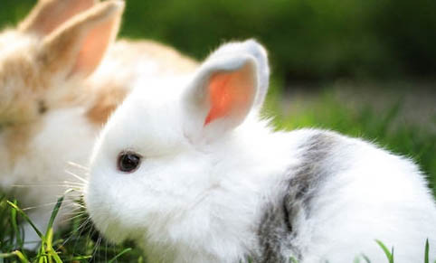 喜马拉雅兔多少钱一只？好像兔子版本的暹罗