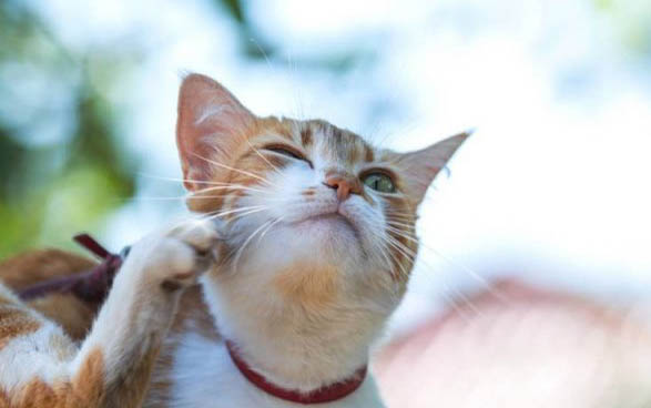 新生小猫几天大便一次