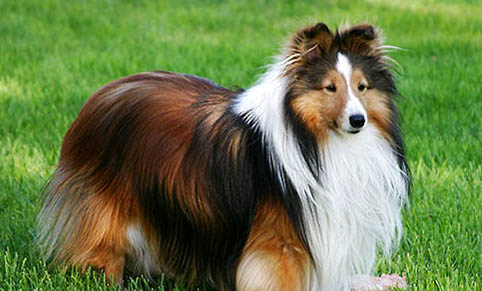 喜乐蒂牧羊犬吐清水了啥原因