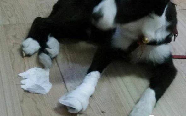 狗狗得狗瘟潜伏期是多长时间?