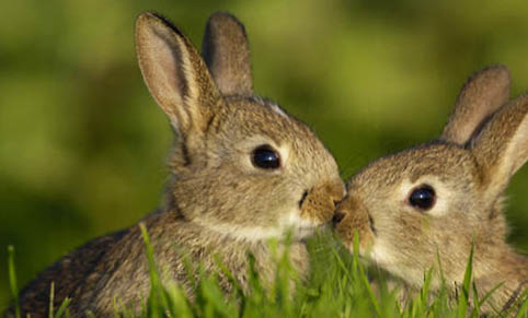 缎毛安哥拉兔多久可以生兔子