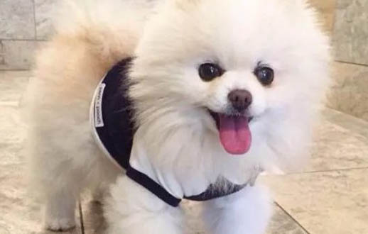 狗狗为什么会一直抖身体？如何处理及注意事项？