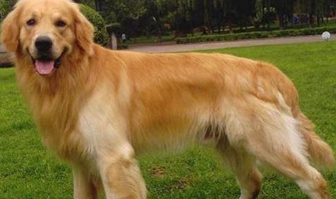 适合家养的纯种大型犬