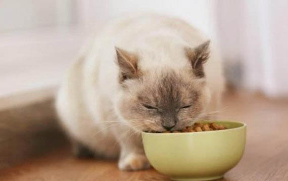 猫感冒严重可以自愈吗
