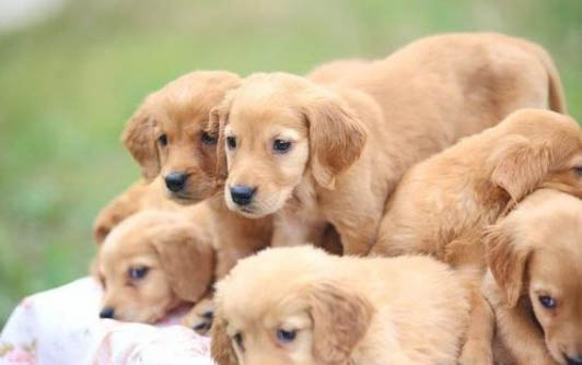 比熊犬与泰迪哪个好养