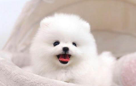 拉布拉多幼犬拉肚子不吃东西怎么回事