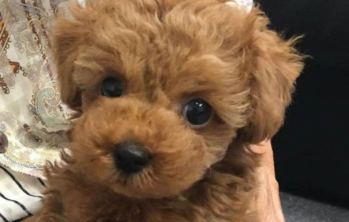 小泰迪吃了毛发一直在干呕怎么办