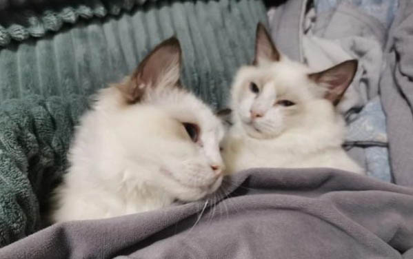 如何鉴别小猫公母