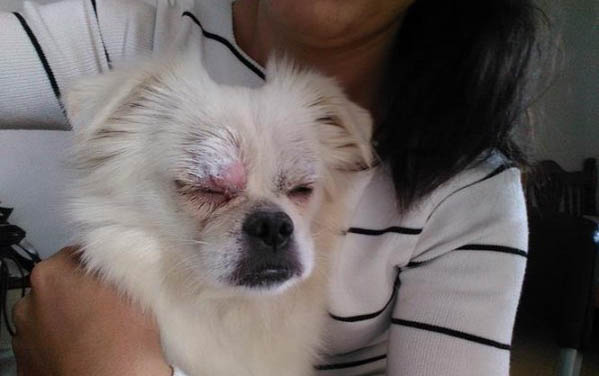 狗要打哪些疫苗