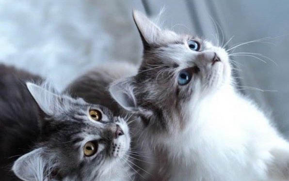 小猫抓伤出血有事吗