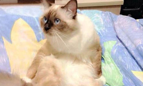 猫咪睡觉打鼾的原因