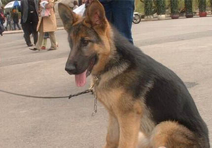 纯种德国牧羊犬多少钱一只