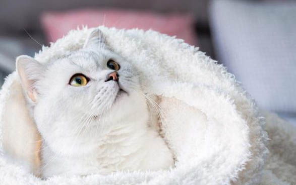 猫罐头天天吃有什么后果,会得病吗?