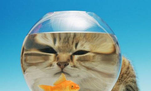 猫咪几个月开始发情