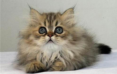 小猫有猫癣的原因及处理方法