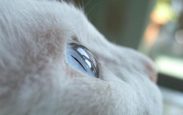 猫得毛囊炎的原因有哪些