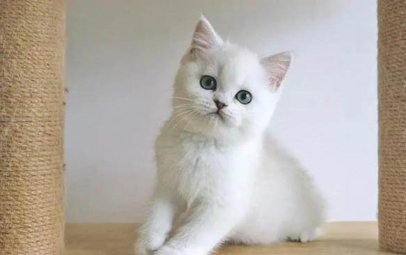 猫咪怀孕多久肚子变大