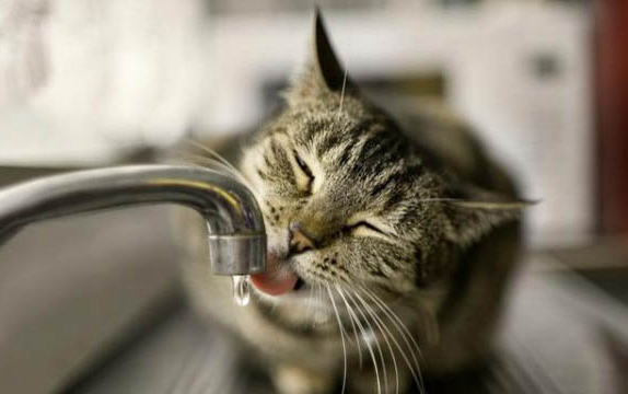 猫咪有黑色眼屎的原因及处理方法