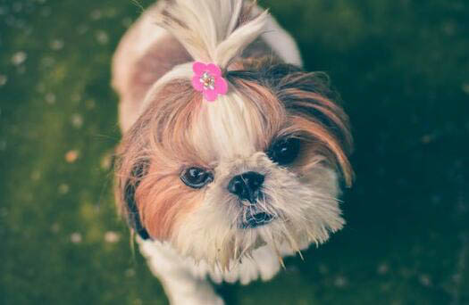 巴吉度犬该怎么喂养