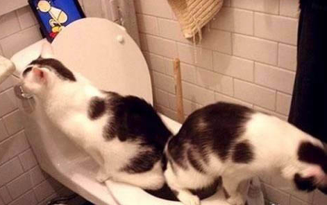 8个月的猫咪是成猫吗