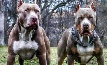 金毛犬用多大的狗笼