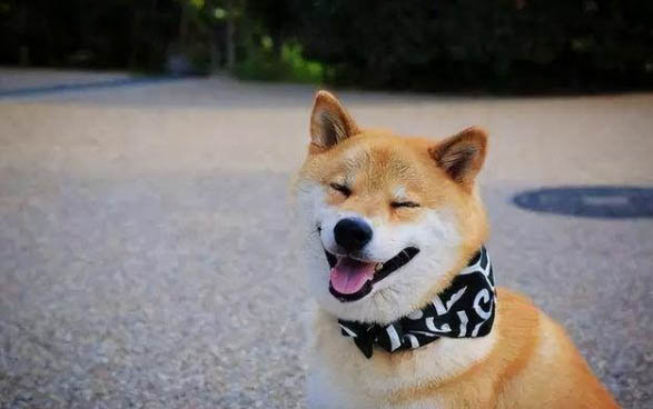 狗狗尿不湿多久换一个
