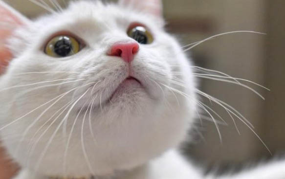 猫速诺最多能吃多久