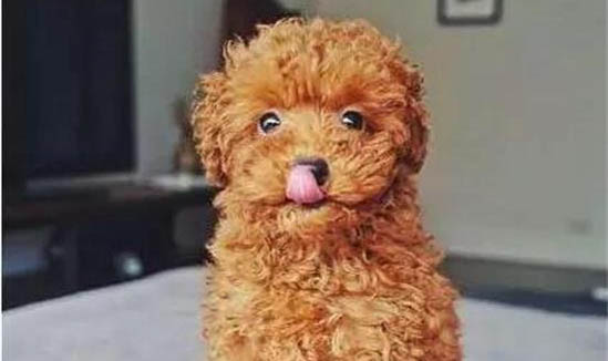 狗吃多了一直吐怎么办