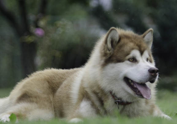 阿拉斯加犬舍哪家好