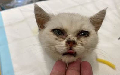 猫咪大便不成形精神好