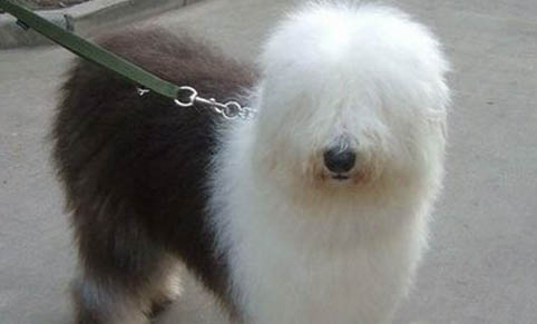挑选苏格兰牧羊犬注意些什么?