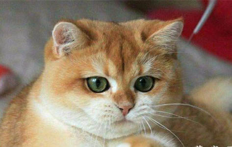猫咪吐白色粘稠液体不吃东西