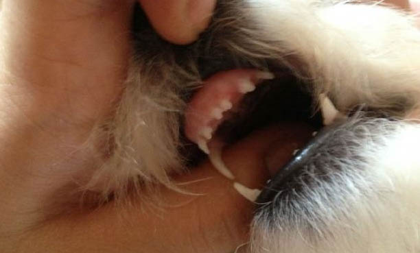 狗狗多久体外驱虫一次合适