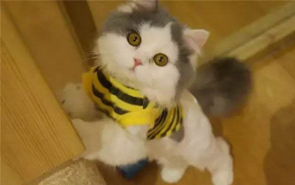 小猫呕吐不吃东西没精神