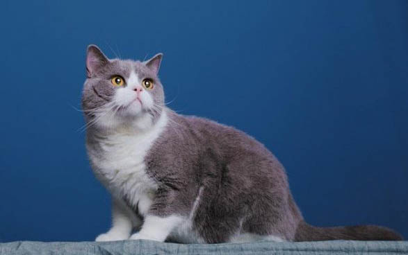 小猫体内有寄生虫有哪些表现