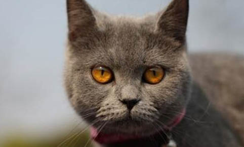 猫咪眼睛发脓是什么原因