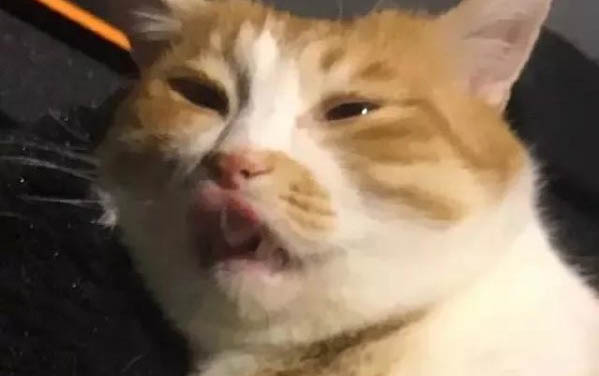 小猫呕吐该怎么办啊