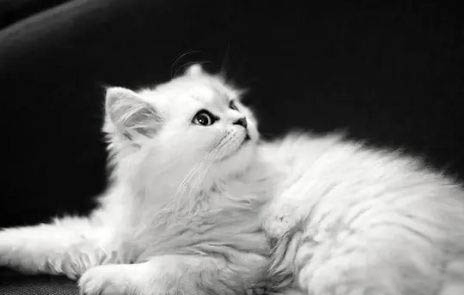 猫肚子胀气会死掉吗为什么