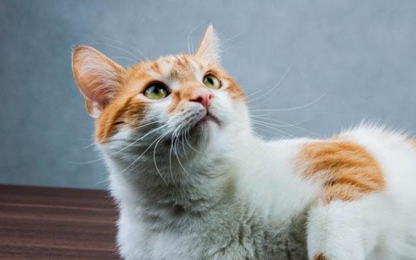 怀孕猫用什么驱虫