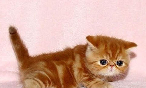 怎么可以让猫咪多喝水?