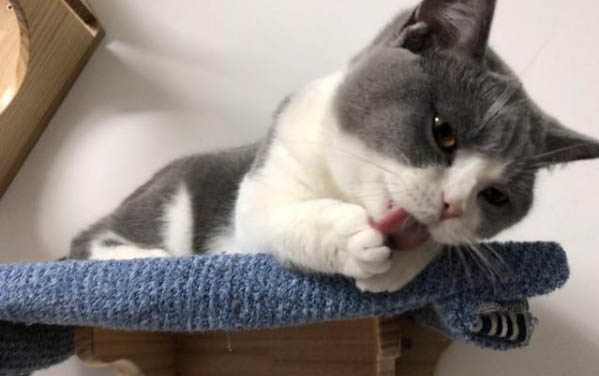 最近猫突然跑床底下睡