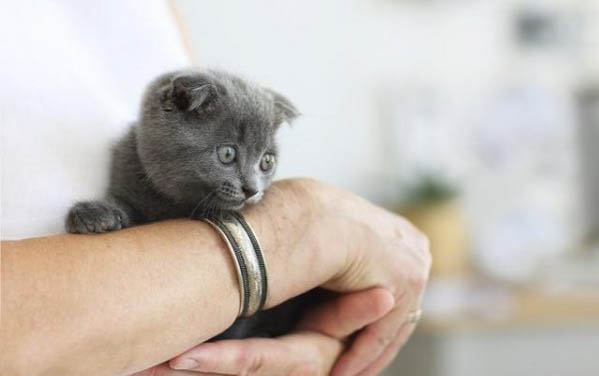 猫又吐又拉稀可以吃什么药啊