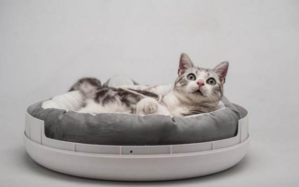 猫咪吃牛肉的好处