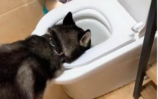 狗狗配完种有什么反应呢?