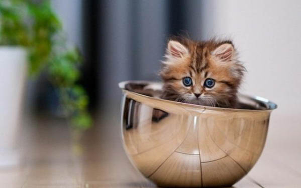 猫窝哪里有卖